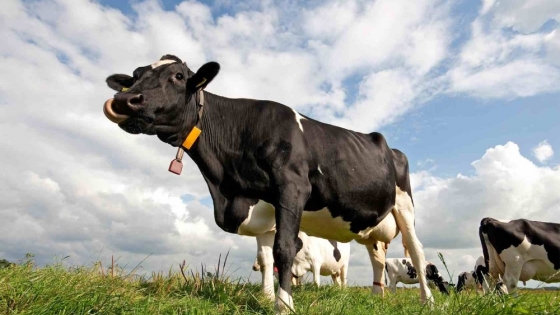 When is the right time to get rid of cull cows?