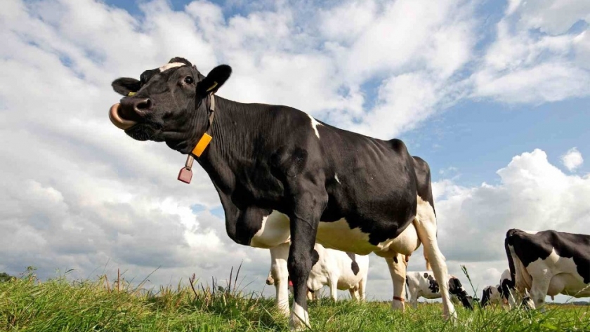 When is the right time to get rid of cull cows?