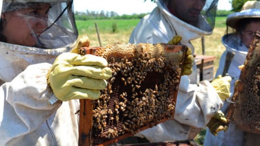 La exportaciones de miel santafesina crecieron 45% en 2020