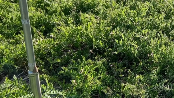 La vicia se posiciona como el cultivo de servicio clave en la Patagonia
