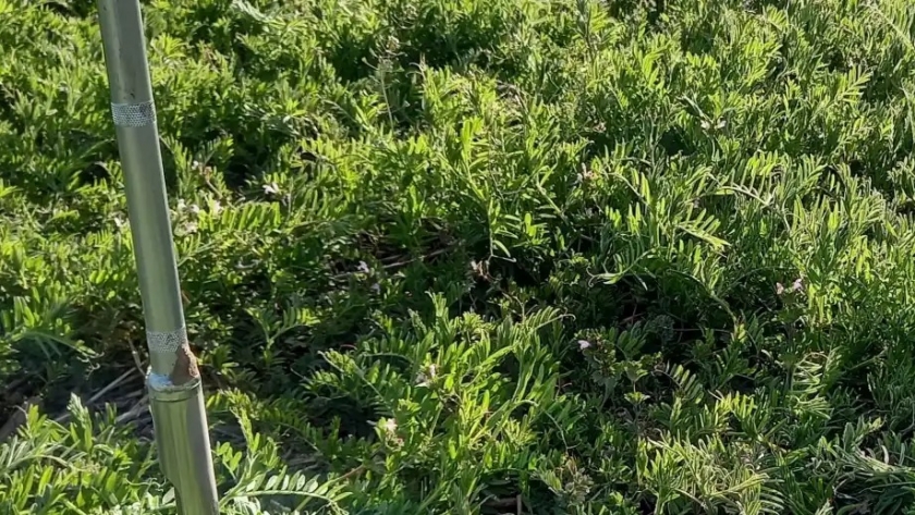 La vicia se posiciona como el cultivo de servicio clave en la Patagonia