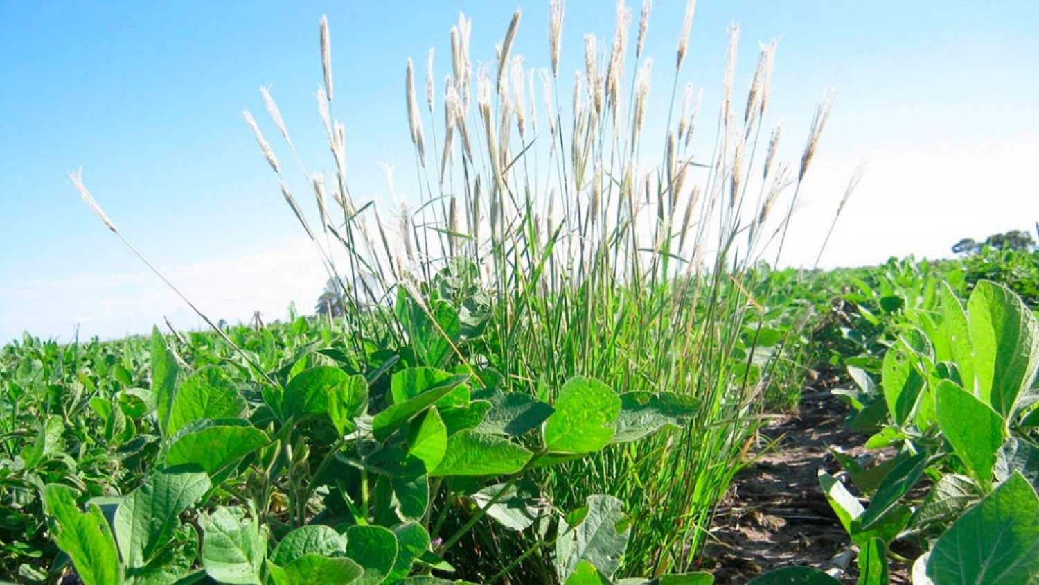 Detectan nuevas resistencias de Chloris a herbicidas y crece la preocupación por el avance de malezas difíciles