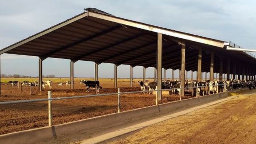 Galpones de compost, un gran aliado para mejorar la cantidad y calidad de leche en el tambo