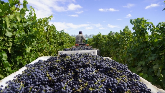 Fiesta Provincial de la Vendimia: un homenaje a la producción vitivinícola