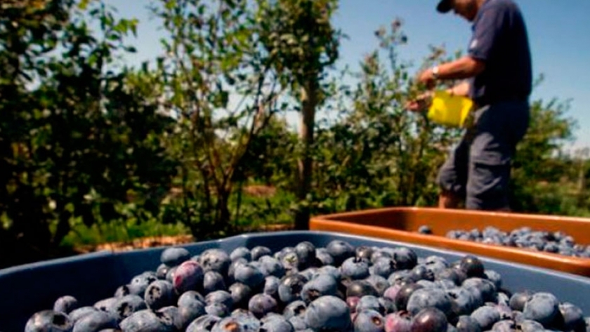 Arándanos, dieron de baja la normativa