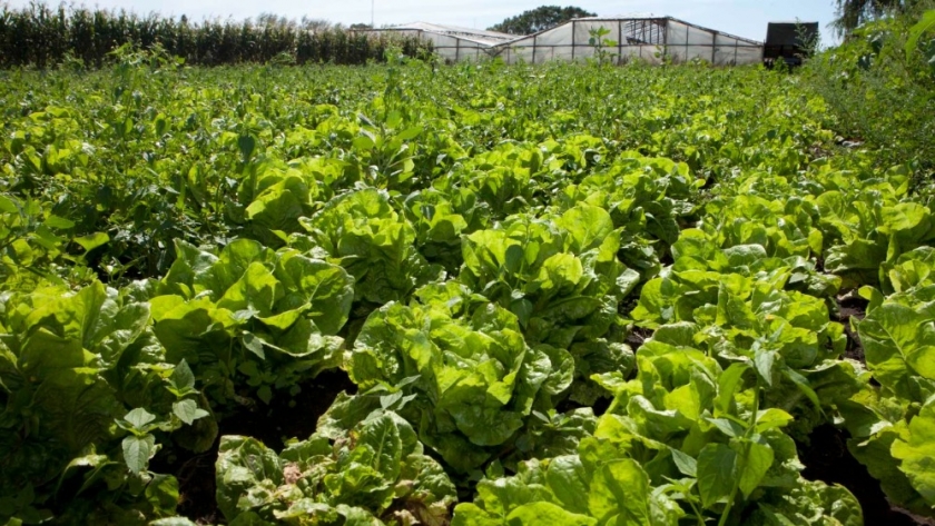 Buscan fortalecer la sanidad de la producción hortícola en Quitilipi, provincia de Chaco