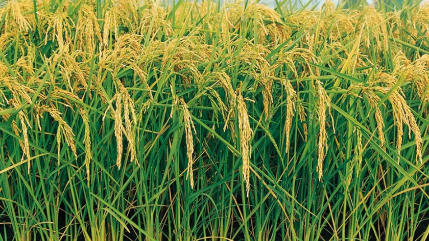 Despúes de 5 años de reducción, creció el área de arroz en Entre Ríos