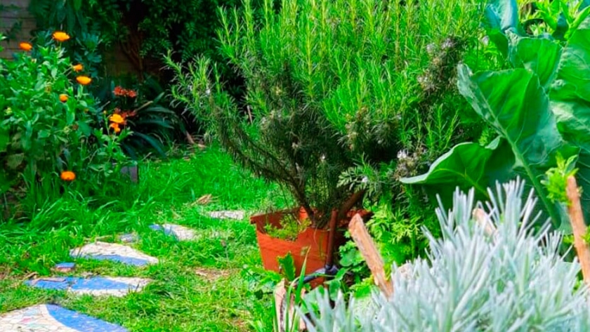 Cómo combinar flores y aromáticas en la huerta para repeler insectos y controlar plagas