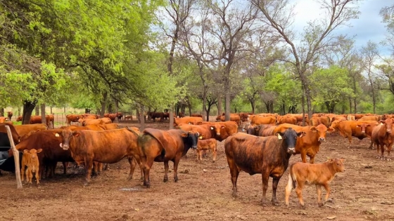 Salta habilita 700.000 hectáreas para producción agropecuaria