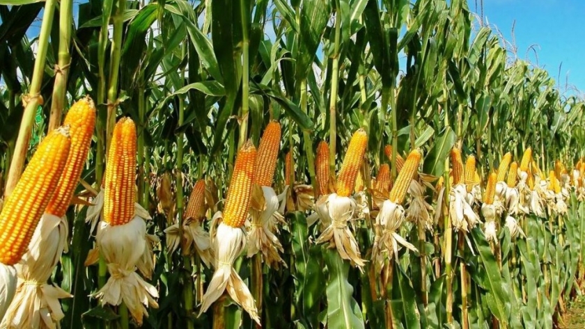 Agricultura estima una cosecha histórica que superará los 62 millones de toneladas de maíz y sorgo
