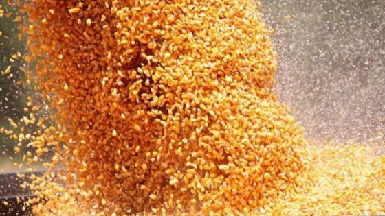 Bioplásticos generados a base de maíz: una salida sustentable para potenciar este cereal en Argentina