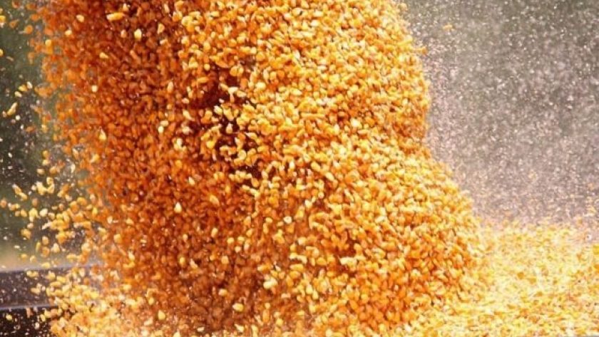 Bioplásticos generados a base de maíz: una salida sustentable para potenciar este cereal en Argentina