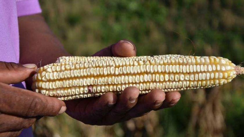 FAO y SADER impulsan financiamiento y certificación de almacenamiento para pequeños y medianos productores: México