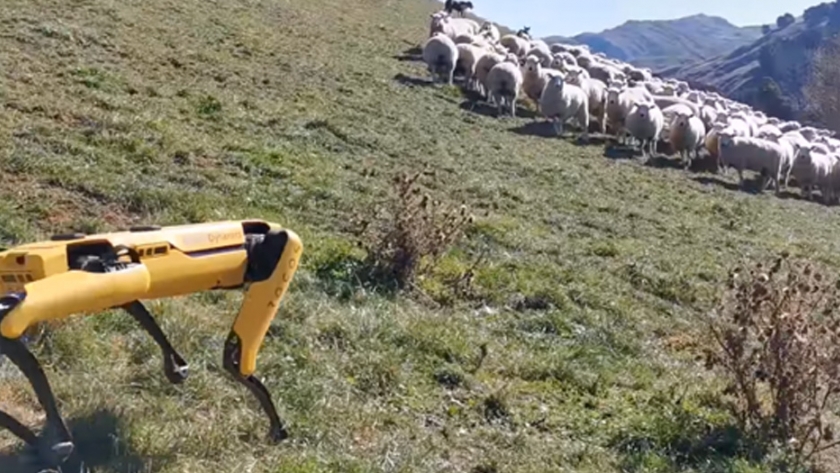 Los perros robots de Boston Dynamics se convierten en pastores de ovejas en Nueva Zelanda