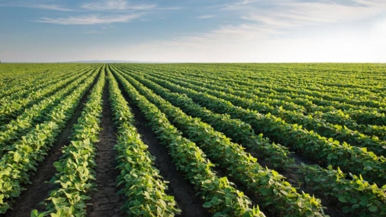 La siembra de soja podría aumentar 700.000 hectáreas