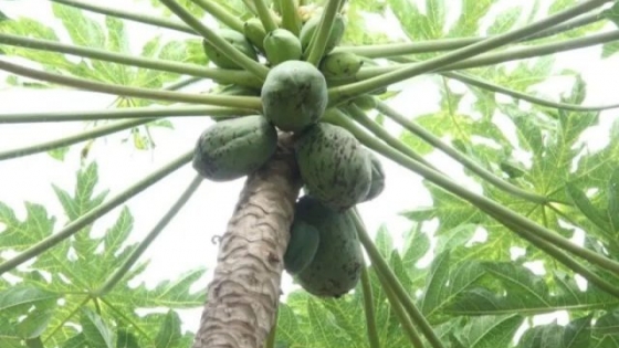 <Papaya: descubren nuevos virus que amenazan a la producción