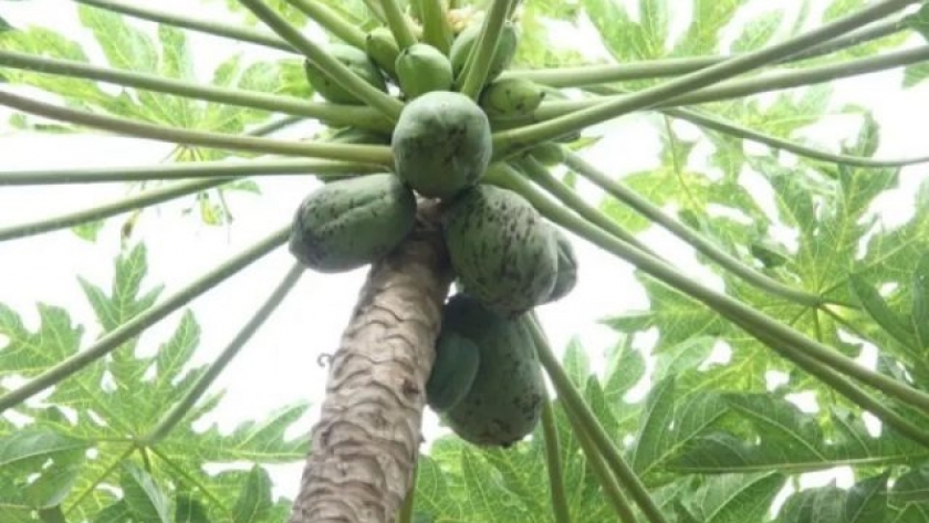 Papaya: descubren nuevos virus que amenazan a la producción