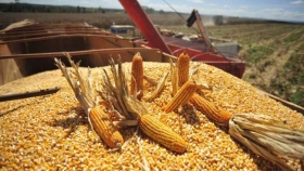 El maíz se cosecha en toda el área agrícola
