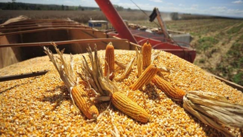 El maíz se cosecha en toda el área agrícola