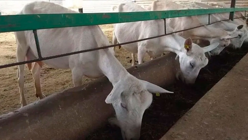 Mochitenses hacen quesos y cajeta en granja con cabras de razas puras