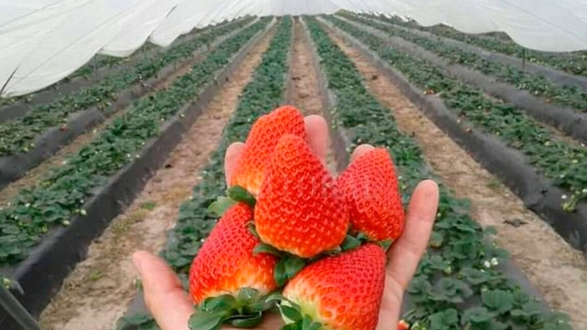 Polémica en Coronda: piden prohibir trabajadores chaqueños en la cosecha de frutilla