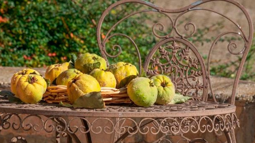 El membrillo, una fruta propia del otoño
