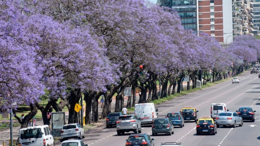Claves para mantener en pie árboles urbanos
