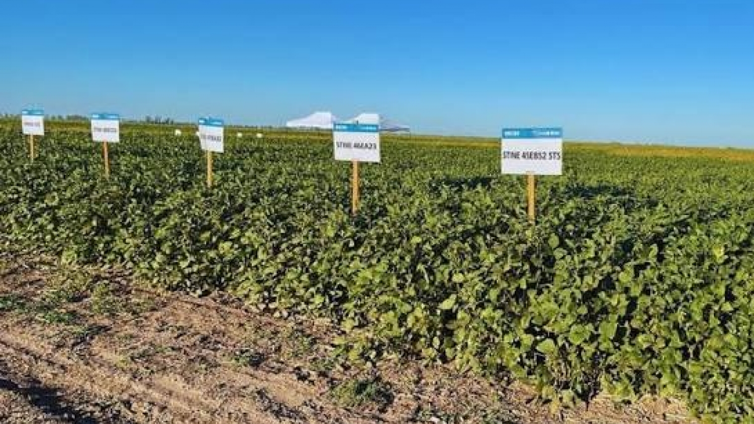 La red nacional de soja confirmó mejoras genéticas tras evaluar más de 350 ensayos en todo el país