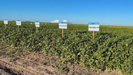 La red nacional de soja confirmó mejoras genéticas tras evaluar más de 350 ensayos en todo el país