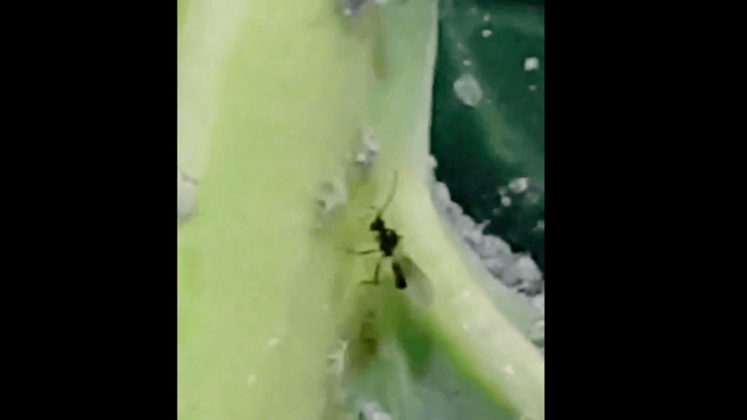 Así actúa un controlador biológico de plagas: cazador cazado