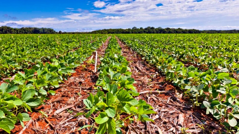 BASF se compromete con metas a diez años para impulsar una agricultura sustentable