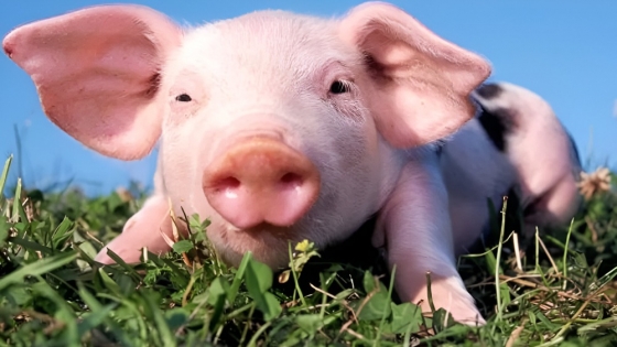 La inclusión de lino en la dieta de cerdos mejora la calidad nutricional de la carne y los embutidos