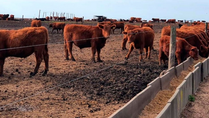 Feedlots: el negocio atraviesa un mal momento económico