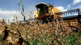 Avanza la cosecha de soja