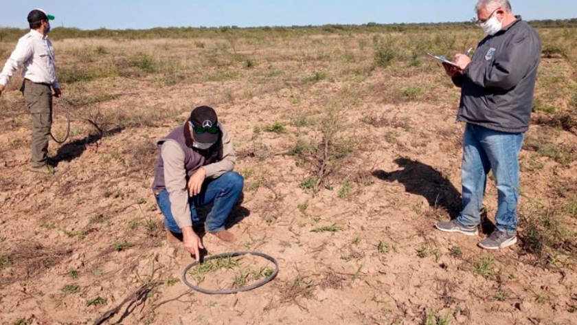 El INTA sigue de cerca los ensayos de pasturas y poroto en Frías