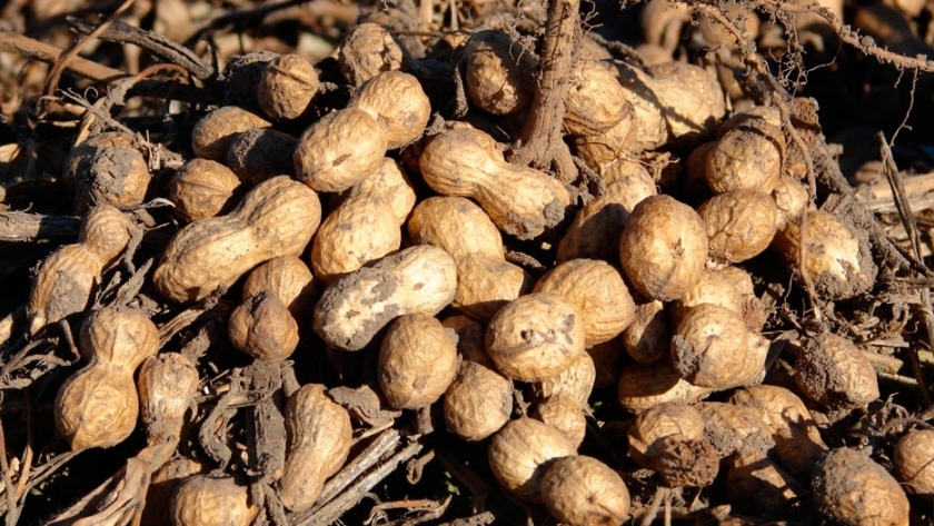 Maní: biosoluciones podrían mejorar la calidad de la producción y sus rendimientos