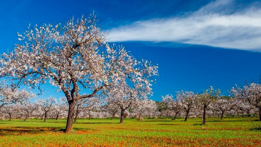 España, los almendros en problemas