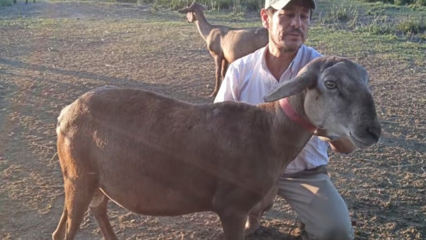Las curiosas razas que usan en una región para revolucionar la producción de una carne