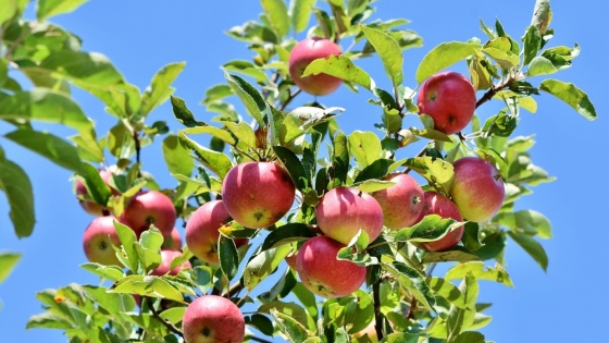 <Protecting your apple orchard: effective pest control strategies for healthy trees