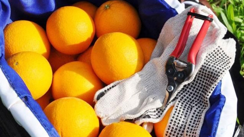 Cosecha de cítricos y su relación con la calidad