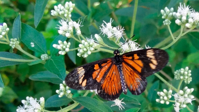 Seductora de mariposas