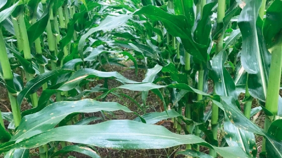 Lanzan una nueva línea de fertilizantes que reduce la pérdida de nitrógeno en el cultivo