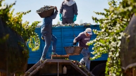 En Mendoza buscan 10.000 trabajadores golondrina