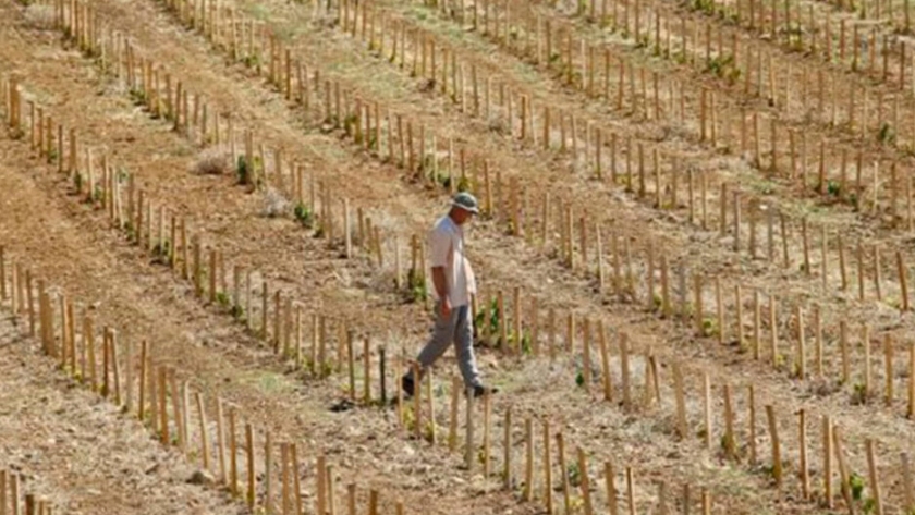 Una sequía histórica en Francia hunde la producción de cereales y los pastos