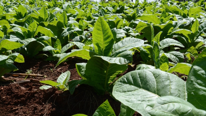 Agricultura acordó con productores tabacaleros la distribución del 80% del Fondo Especial del Tabaco (FET)