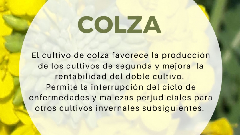 Evaluación de cultivares de colza-canola primaveral en Paraná durante 2019