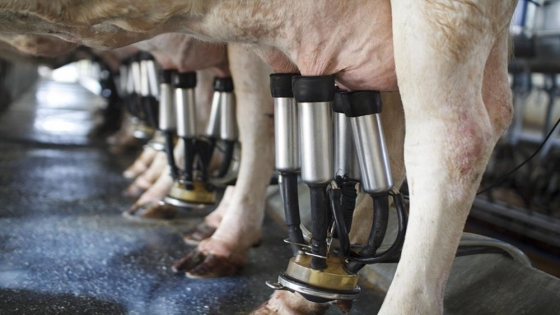 Producción de leche refleja una caída del 14% interanual durante el primer trimestre