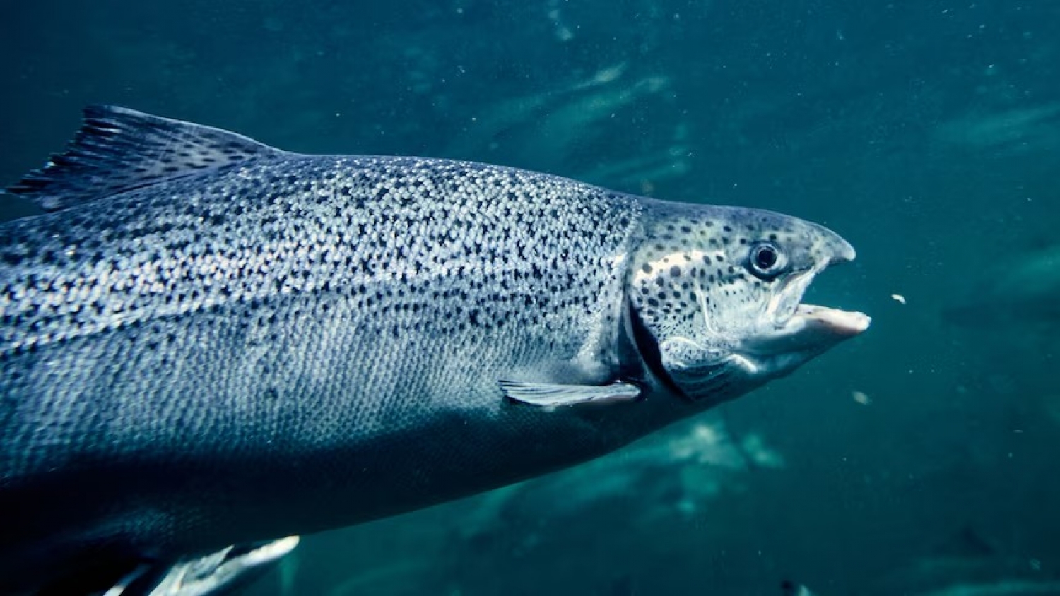 Salmones de granja ponen en riesgo a los salvajes