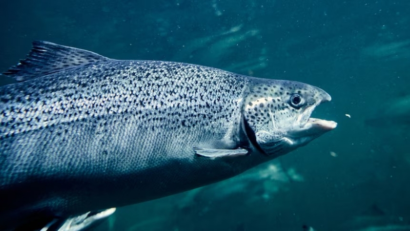 Salmones de granja ponen en riesgo a los salvajes