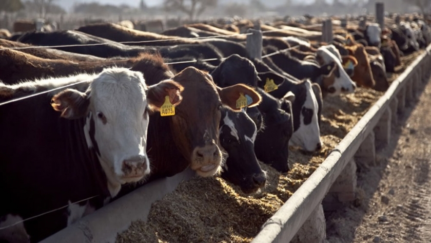 Subsidiarán el 40% del alimento para terminaciones en feedlot